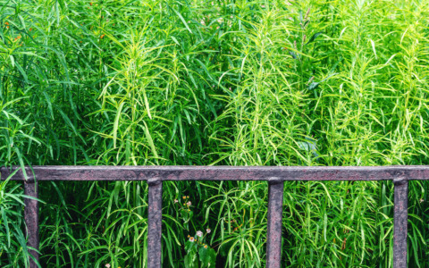 Viterbo: Marciapiedi di Via Gorizia Ostaggio dell’Incuria, “L’erba è più alta di mio nipote”