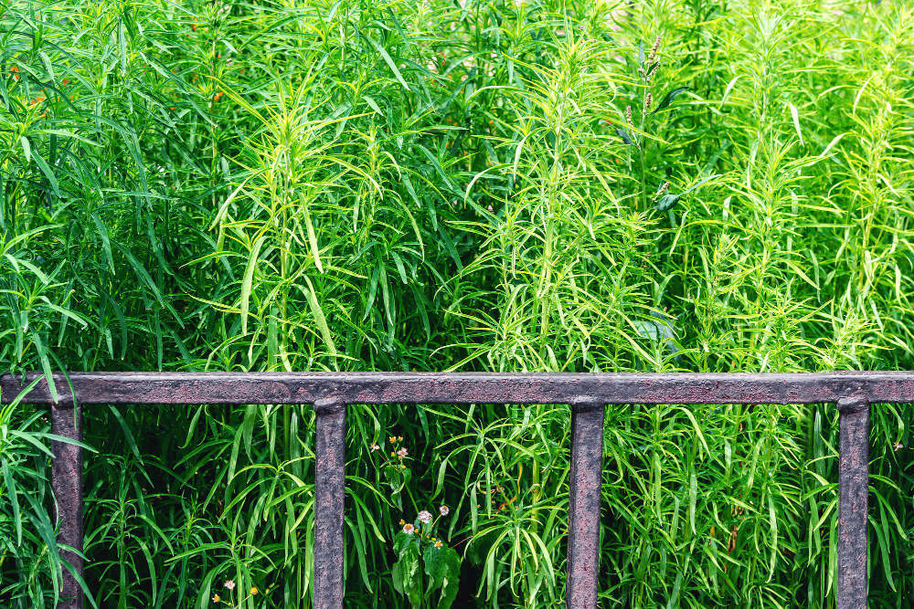 Viterbo: Marciapiedi di Via Gorizia Ostaggio dell’Incuria, “L’erba è più alta di mio nipote”