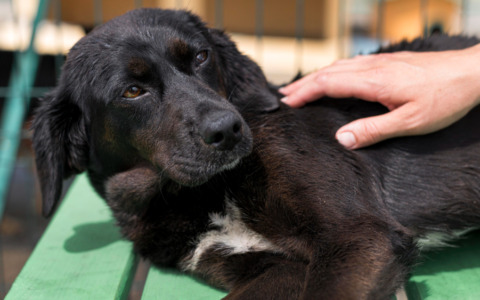 Un Uomo Trovato Morto in Casa, l’Allarme Dato dal suo Fedele Cane