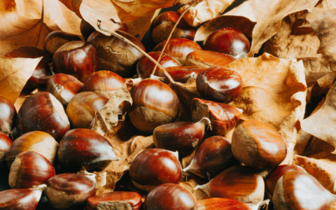 Abbondanza di castagne nel Lazio, ma i prezzi scendono