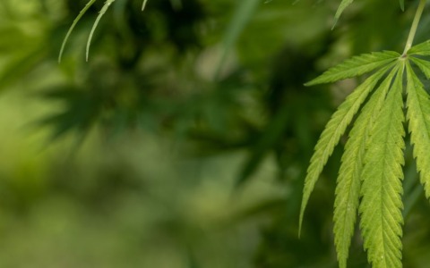 Maxi sequestro di marijuana, arrestato il proprietario