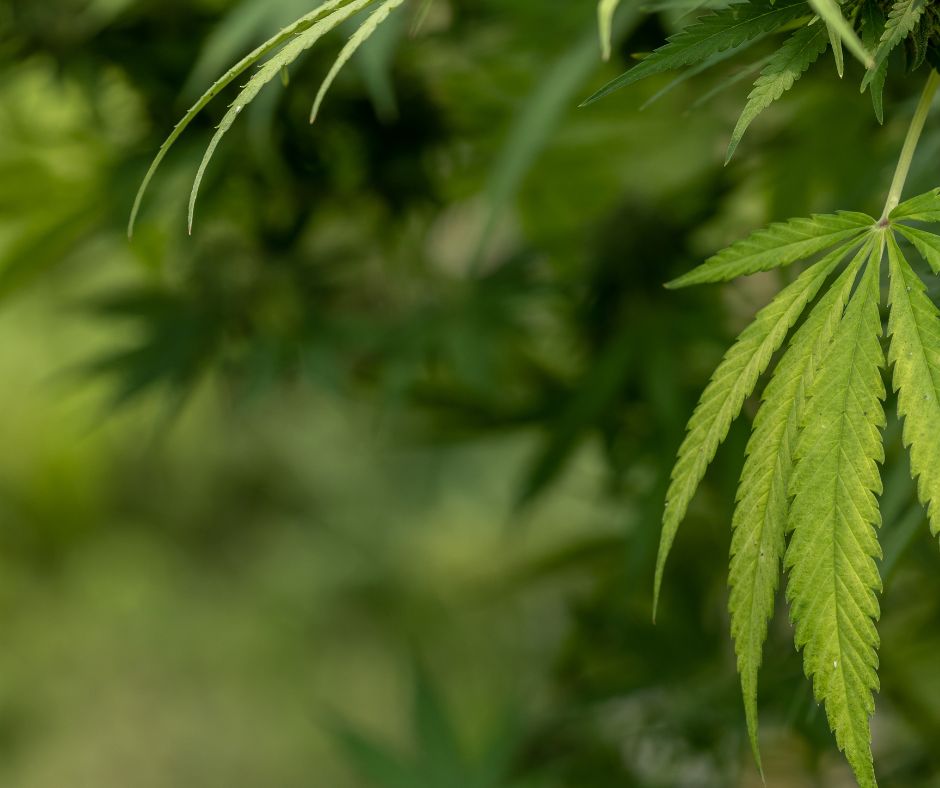 Maxi sequestro di marijuana, arrestato il proprietario