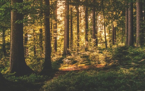 Identificato il corpo ritrovato nei boschi: si tratta di un uomo scomparso a settembre