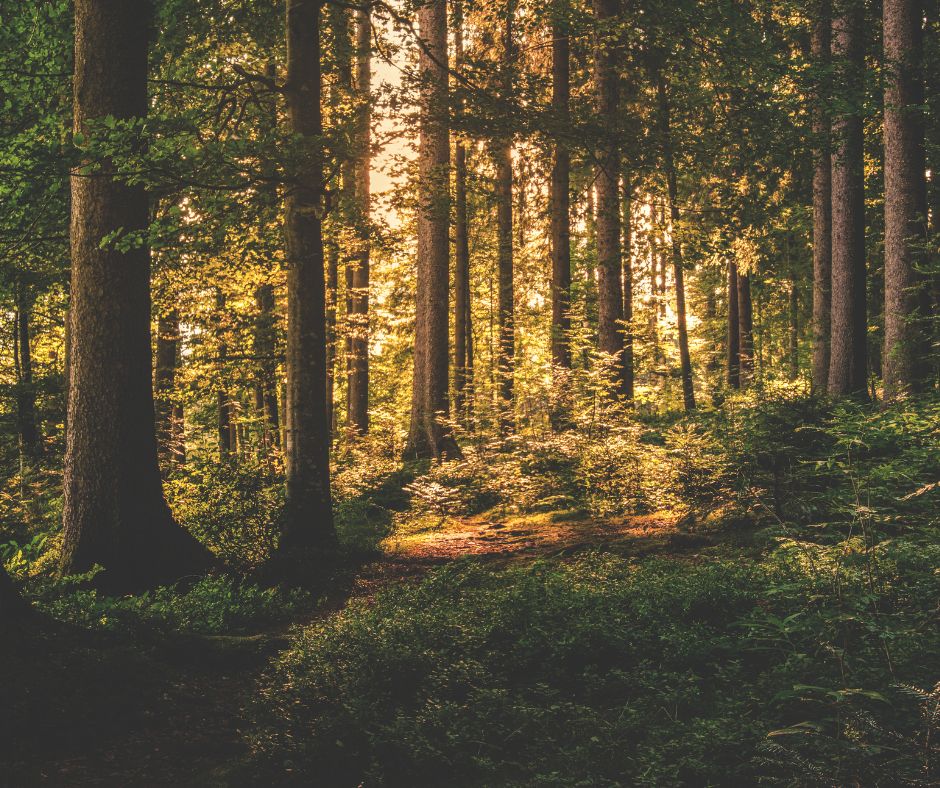 Identificato il corpo ritrovato nei boschi: si tratta di un uomo scomparso a settembre