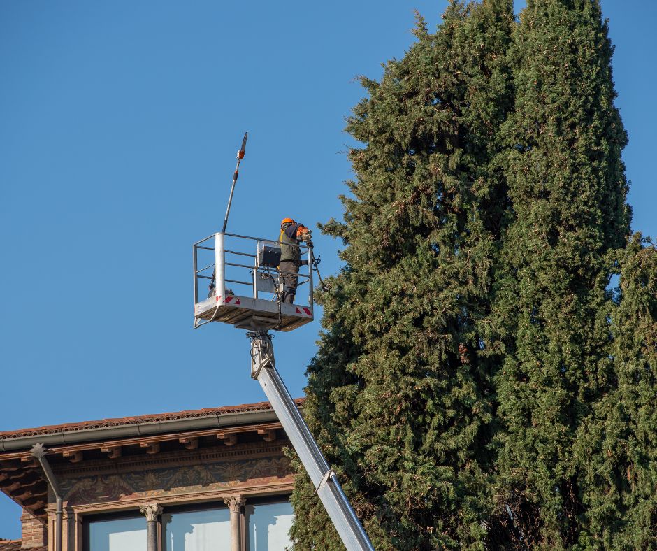 Intervento di potatura degli alberi: modifiche alla viabilità in arrivo