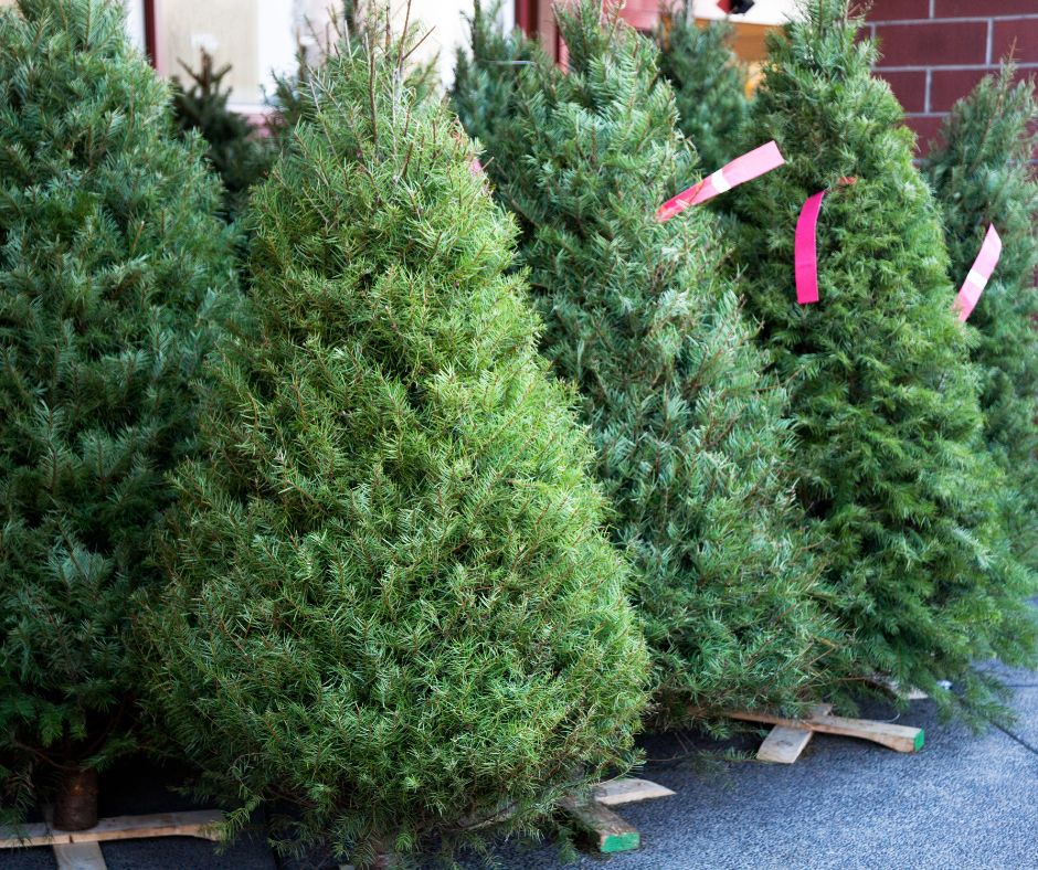 Albero di Natale naturale: il vademecum degli agronomi di viterbo per la scelta, cura e conservazione