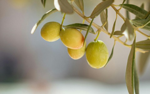 Raccolta olive nel Lazio: la Tuscia primeggia con il 35% del raccolto di Novembre