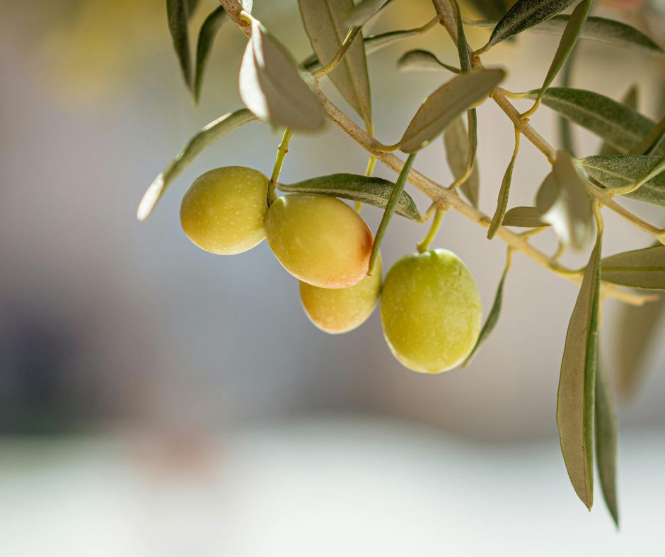 Raccolta olive nel Lazio: la Tuscia primeggia con il 35% del raccolto di Novembre