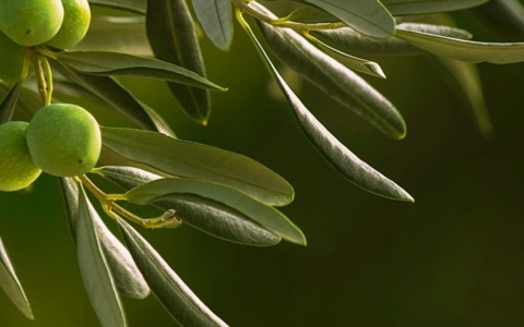 Xylella, allerta sul litorale della Tuscia: sindaci invitano alla calma