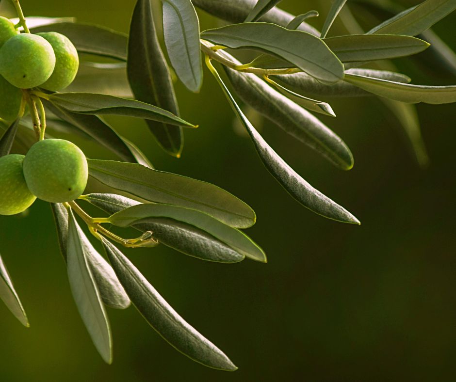 Xylella, allerta sul litorale della Tuscia: sindaci invitano alla calma