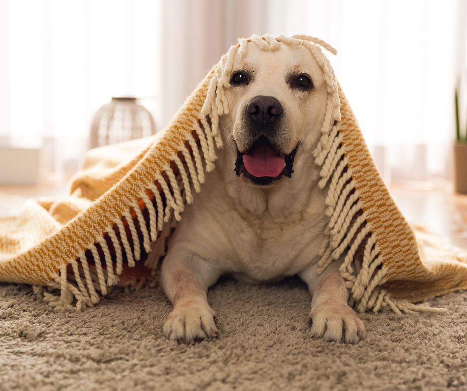 Enpa Viterbo: decalogo per proteggere gli animali domestici dal freddo