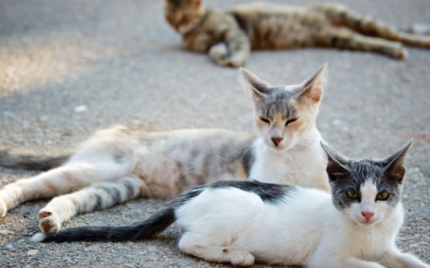 Avvelenamento di gatti a civita di bagnoregio, la condanna del sindaco Profili