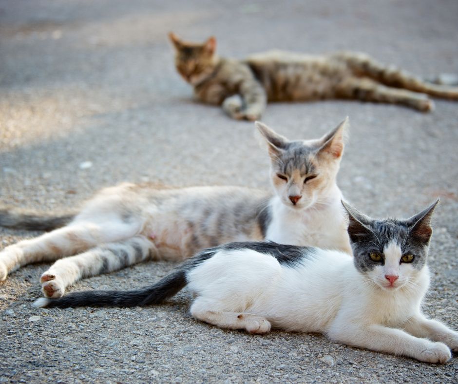 Avvelenamento di gatti a civita di bagnoregio, la condanna del sindaco Profili