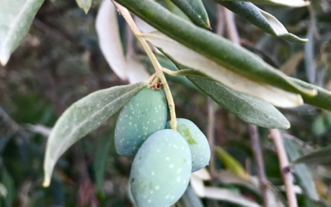 Strategie regionali per combattere la Xylella