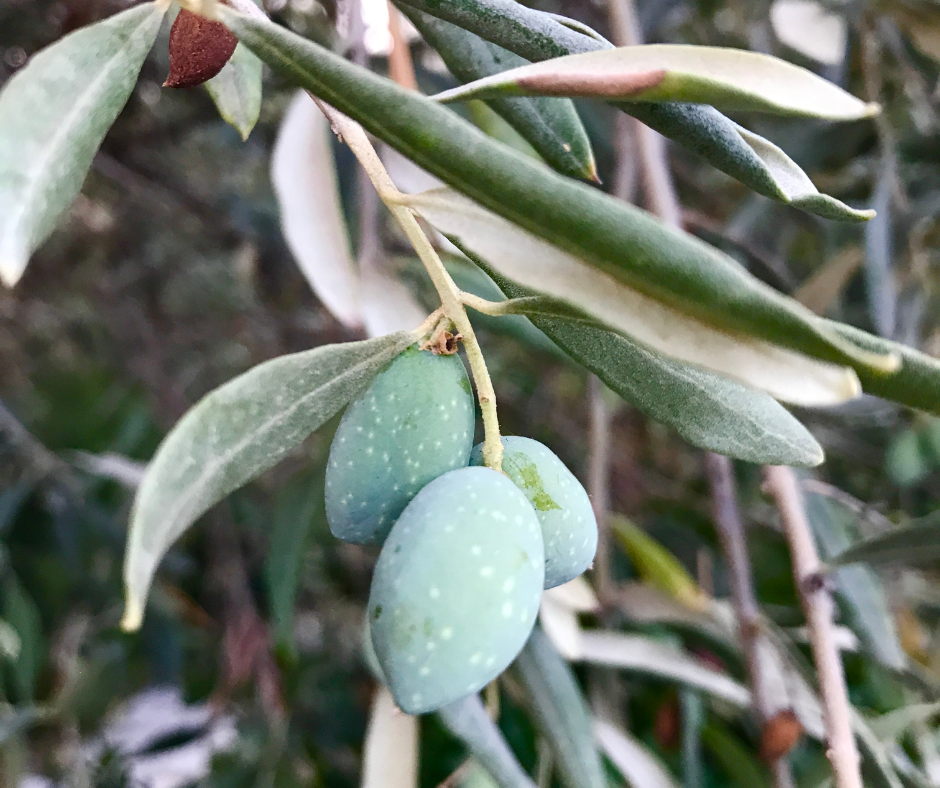 Strategie regionali per combattere la Xylella