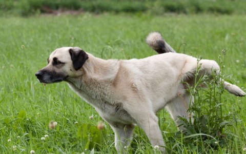 Viterbo introduce l’obbligo di bottiglia d’acqua per i bisogni dei cani in pubblico