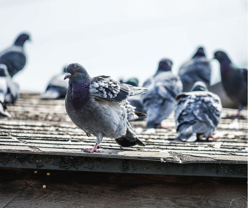 Viterbo, la guerra ai piccioni: costi e soluzioni per proteggere i palazzi storici dal guano