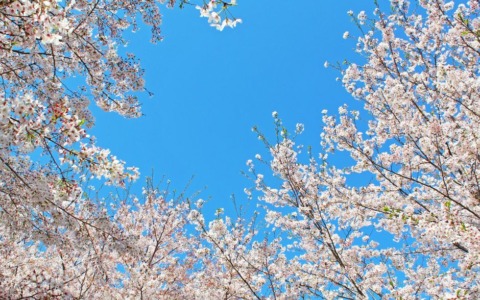 Passeggiata guidata tra i ciliegi in fiore e le bellezze di Celleno