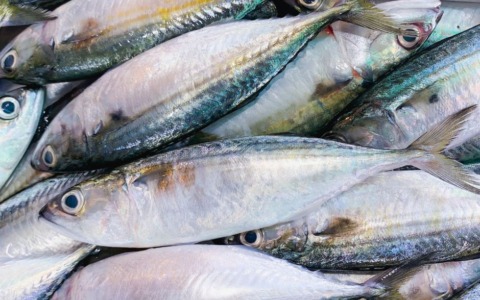 Guardia Costiera sequestra pesce non tracciato nelle mense scolastiche del Viterbese