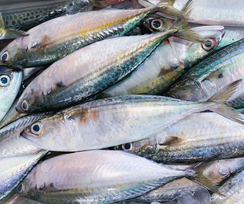 Guardia Costiera sequestra pesce non tracciato nelle mense scolastiche del Viterbese